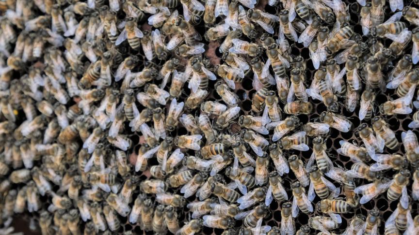 Gemiddeld zijn 80% van de wilde planten en 75% van de gewassen rechtstreeks afhankelijk van bestuivers.