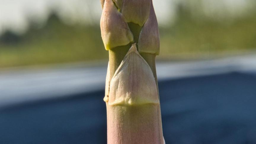 Asperges bevatten een aantal stoffen die libidostimulerend werken.