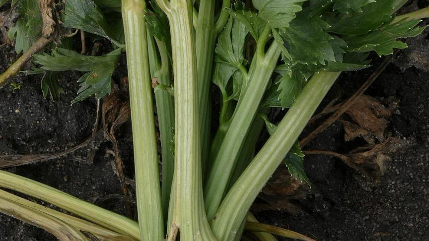 Ook (knol)selder heeft een reputatie als potentieversterkende plant.