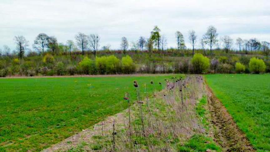 Planologische realiteit houdt in dat, als door een ruimtelijk uitvoeringsplan van landbouwgrond industriegrond wordt gemaakt, bij de onteigening voor de realisatie van het industrieterrein de onteigeningsvergoeding zal berekend worden zonder rekening te houden met de bestemming voor industrie.