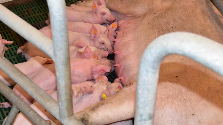 Door acute liquiditeitsproblemen en zonder zicht op beterschap worden binnenkort financieel gezonde bedrijven in de Vlaamse varkenshouderij bedreigd met faillissementen.