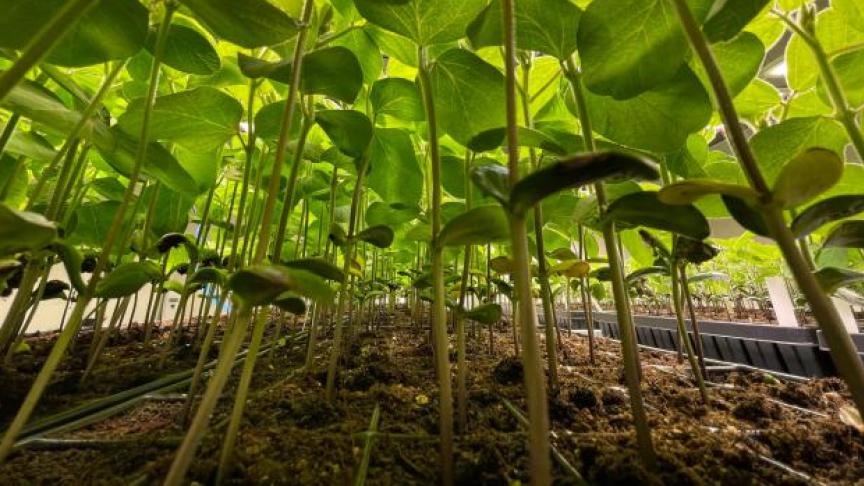 Vanwege hun bodemverbeterende eigenschappen zijn peulvruchten ook een waardevolle aanvulling op de gewasrotatie.