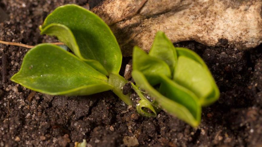 De jonge kiemplantjes kunnen aardig wat vorst verdragen.