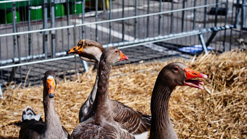 De vette dieren brengen 90% van hun leven door in open lucht, waar zij vrij kunnen groeien, omringd door hun soortgenoten.