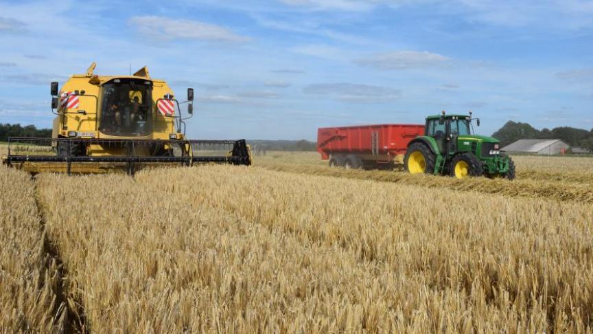 Op basis van de prijzen aan het begin van de oogst wordt verwacht dat de afzetprijzen voor granen met 37,8% zullen stijgen, stelt StatBel.