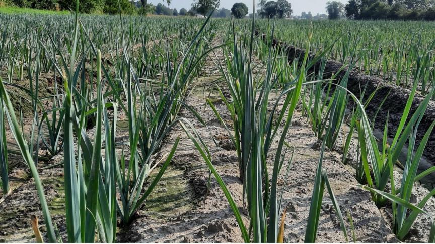 De late herfstprei bij Dirk Vertommen werd geplant zonder startbemesting.