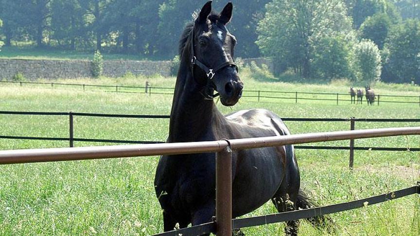 Eindelijk genieten van de weide met een omheining die in orde staat!