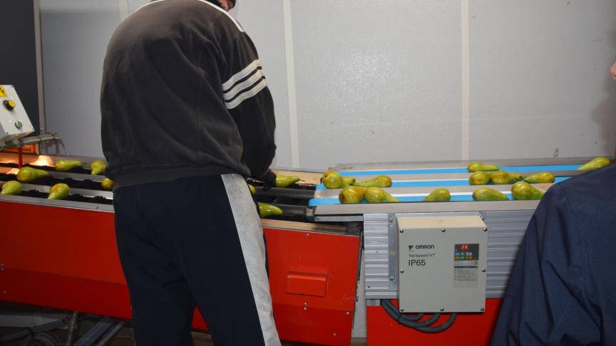 Er zouden momenteel 458 seizoenarbeiders uit Oekraïne aan de slag zijn bij de land- en tuinbouwbedrijven.