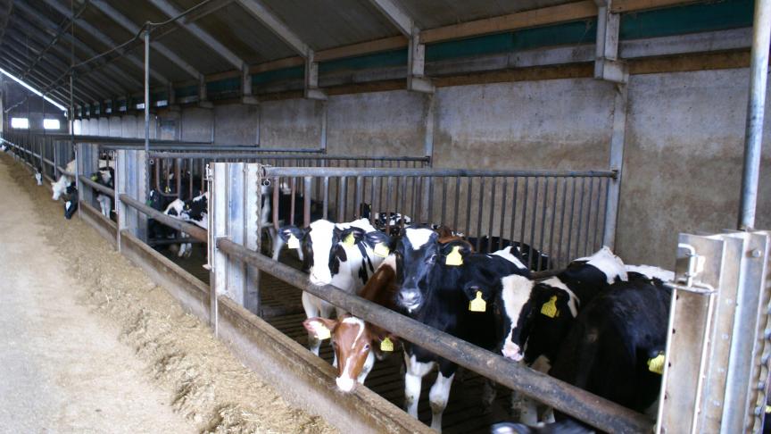 Het bedrag per premiegerechtigd kalf is vastgelegd op 8,25 euro.