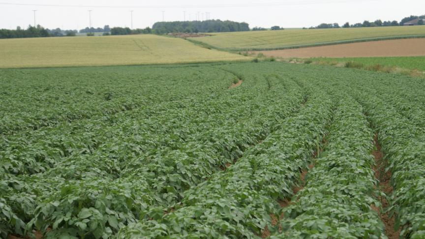 De landbouwer moet het financieel risico van de hoofdteelt dragen en een gebruiksrecht voor het perceel hebben.