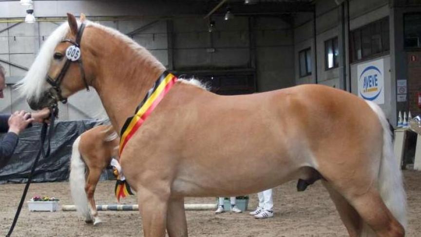 Kampioenhengst liz. Stubenkönig van Stal Beauvoorde uit Torhout.
