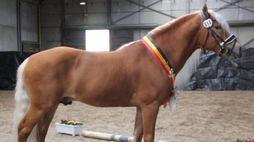 Reservekampioen liz. Spielberg van Lorenzo Lataire uit Zomergem.