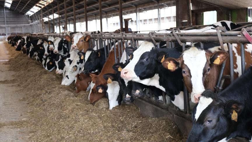 Professor Sofie Piepers: “Preventief gebruik van antibiotica wordt ten zeerste afgeraden.”