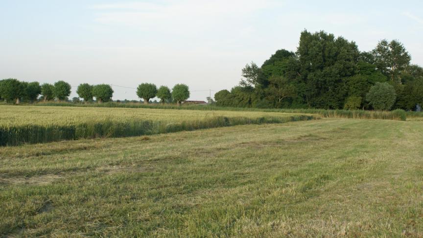 Om het bewijs te leveren van het bestaan van een pachtovereenkomst moet minstens worden aangetoond dat er sprake is van een verhuring van een onroerend goed dat wordt gebruikt in een landbouwbedrijf. Foto: LBL