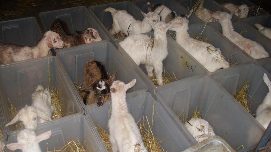 Pasgeboren lammetjes worden meestal individueel gehuisvest totdat de biest gegeven is.
