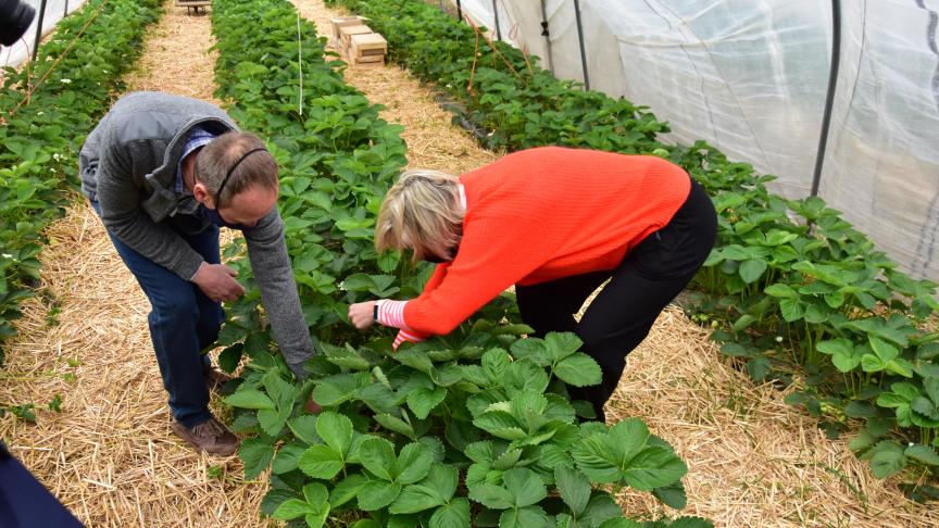 Vaak worden verse, lekkere Belgische aardbeien ook in een hoevewinkel verkocht.