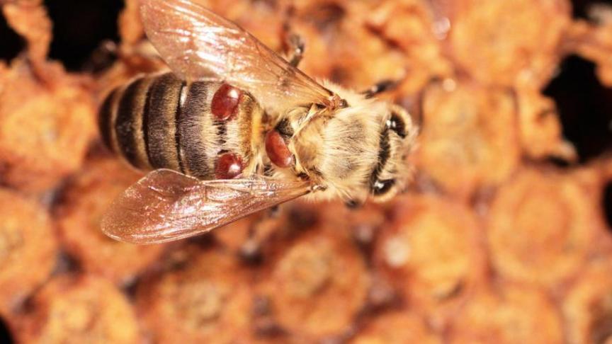 De varroamijt is een bedreiging voor de bijeenteelt.