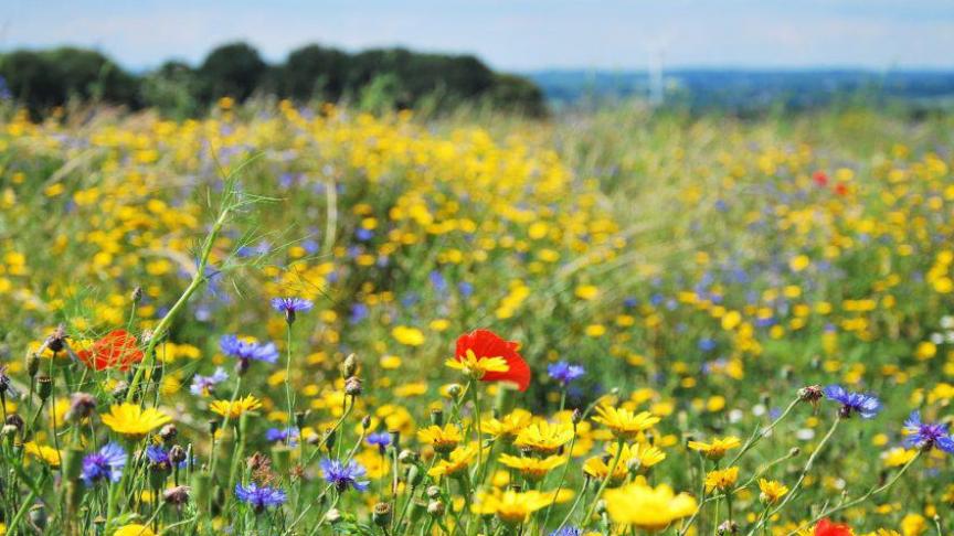 Het inzetten van niet-productieve investeringen helpt de biodiversiteit vooruit.