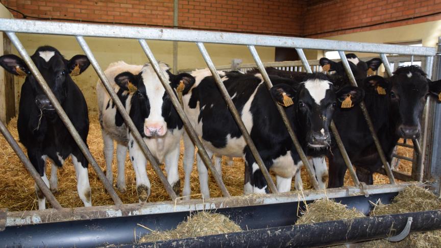 De focus bij de aanpak van kalvergriep ligt op preventie.