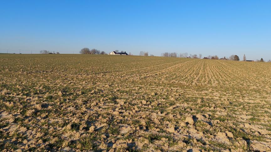Wintergranen moeten nog niet behandeld worden tegen bladluizen.