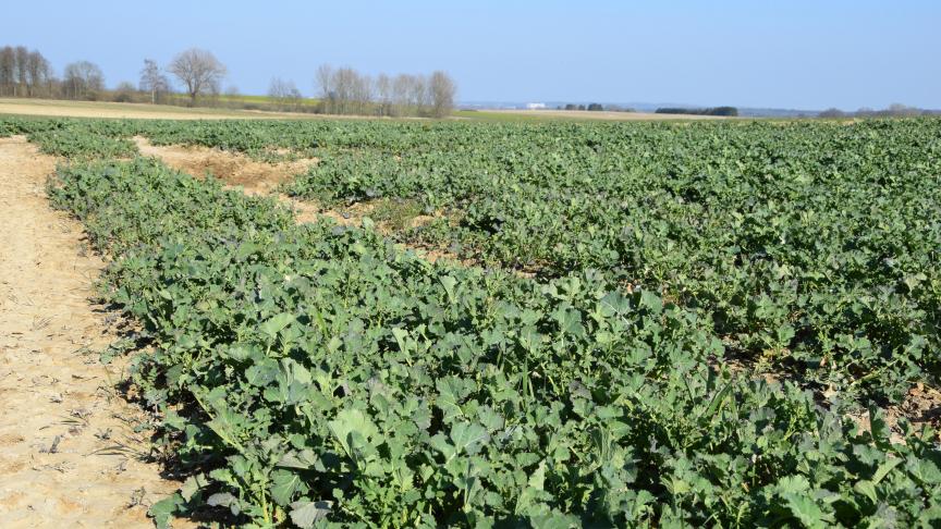 De glanskever is al in koolzaadvelden opgedoken dit jaar, maar de schadedrempel is nog niet bereikt.