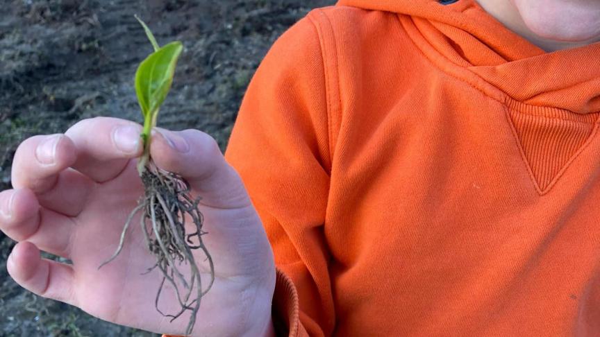 Zeldzaam of niet, het groeit op landbouwgrond!