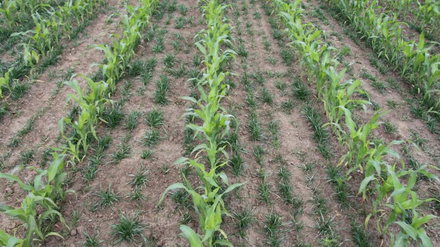 Rietzwenkgras gezaaid met pijpenzaaimachine aan 15 kg/ha, net vóór de maïszaai  (juni 2015).