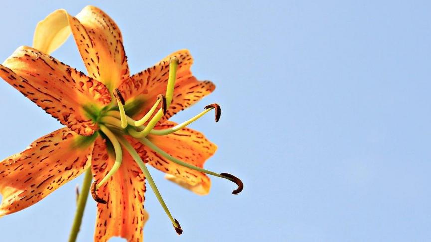 Omdat er zo veel verschillende soorten en cultivars zijn, is het moeilijk te zeggen wat de ideale groeiomstandigheden zijn voor dé lelie.