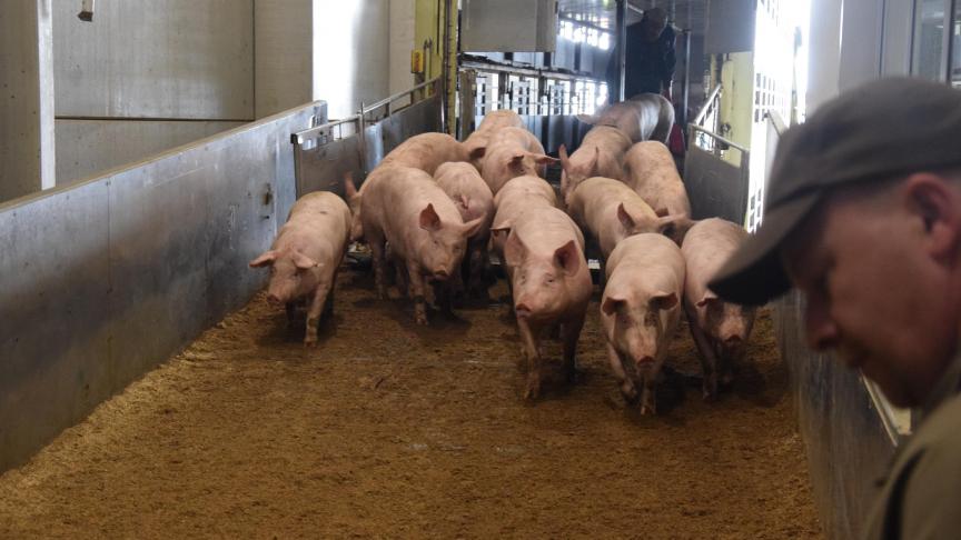 Animal Rights zal een nieuwe klacht indienen tegen Debra Meat.