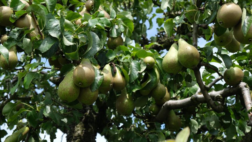 Fruittelers lopen tegen verliezen aan van 3.000 euro/ha peren.