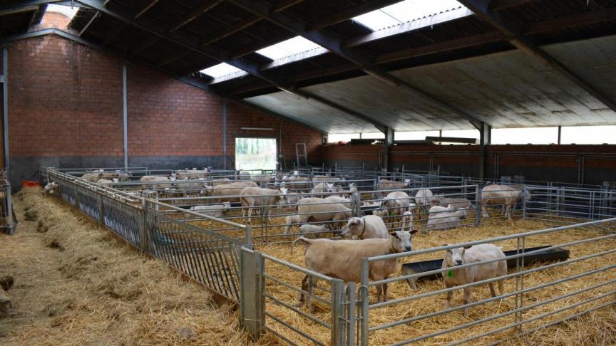 Sinds 2019 geldt in Vlaanderen en Wallonië een verbod op onverdoofd slachten.