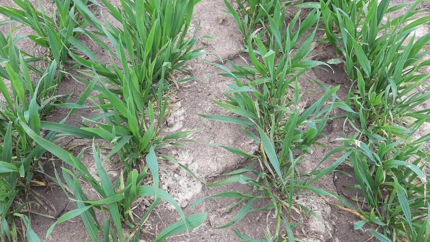 Veel graanpercelen kregen drijfmest dit voorjaar. Dat is geen slechte zaak, maar ‘besmeurde’ bladeren maken een geslaagde ziektebestrijding veel moeilijker.