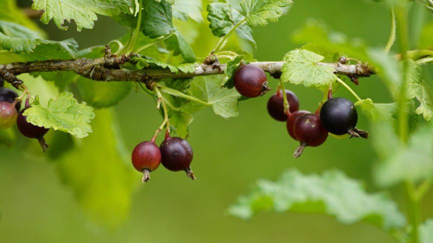 De kruisbes is een makkelijke plant met een grote opbrengst aan lekkere bessen.