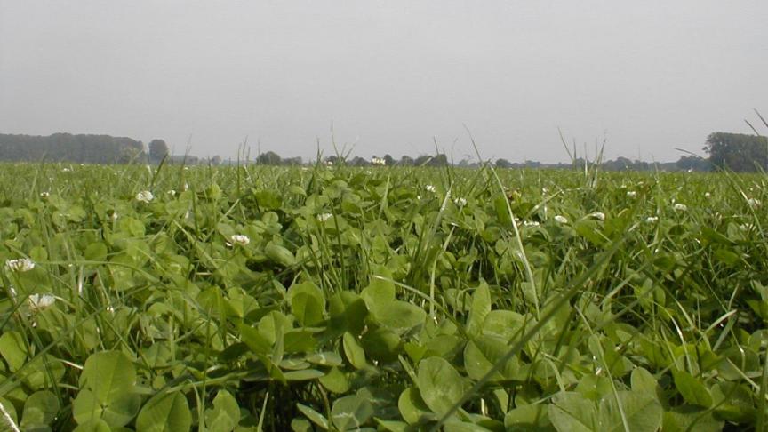 Historisch was er nog een grasklaverpremie van 450 euro/ha. Nu wordt er in de  pré-ecoregelingen gewag gemaakt van een grasklaverkruidenpremie van 350 euro en  300 euro voor ecologisch beheerd grasland zonder derogatie, kunstmestgebruik of bestrijdingsmiddelen.