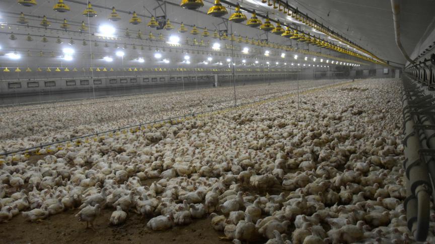 Tussen november 2020 en september 2021 sloten 24 derde landen hun grenzen voor onze pluimveeproducten.