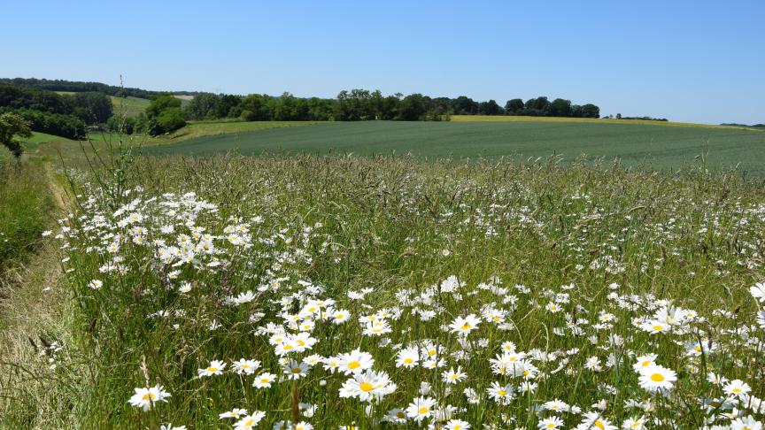 Functionele AgroBiodiversiteit (FAB) creëert voordelen voor zowel landbouw als natuur.