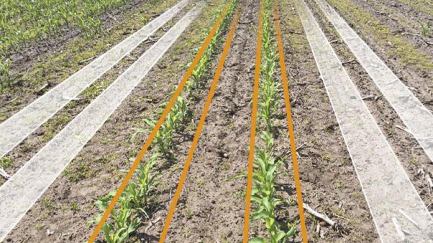 Vogels houden niet van maïszaad met een Initio Bird Protect Next Generation behandeling (middenste rijen). Ze zullen kiezen voor onbehandelde plantjes.