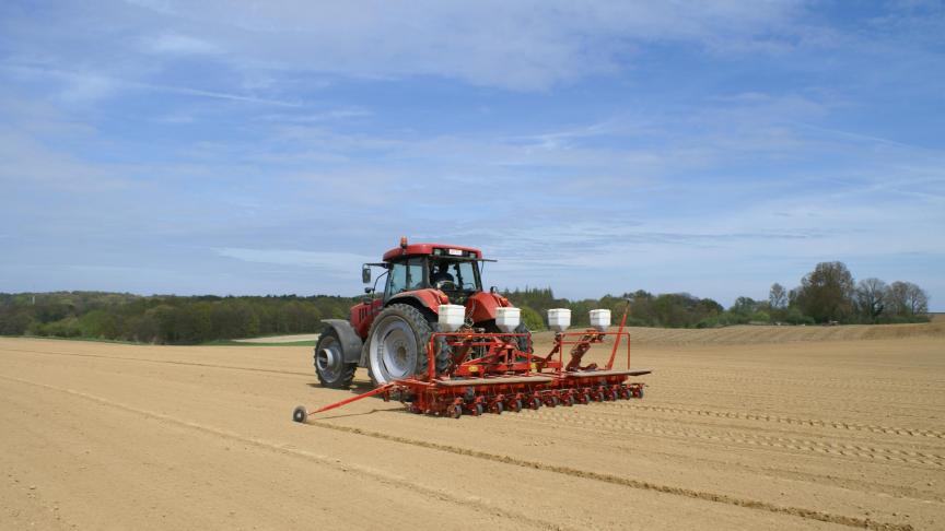 Kostenstijgingen staan de rendabiliteit van de cichoreiteelt in de weg.