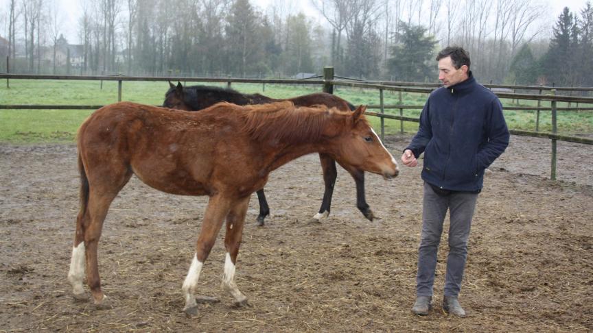 “Iets aan het uiterlijk van een paard is goed voor de innerlijke mens.” (Winston Churchill)