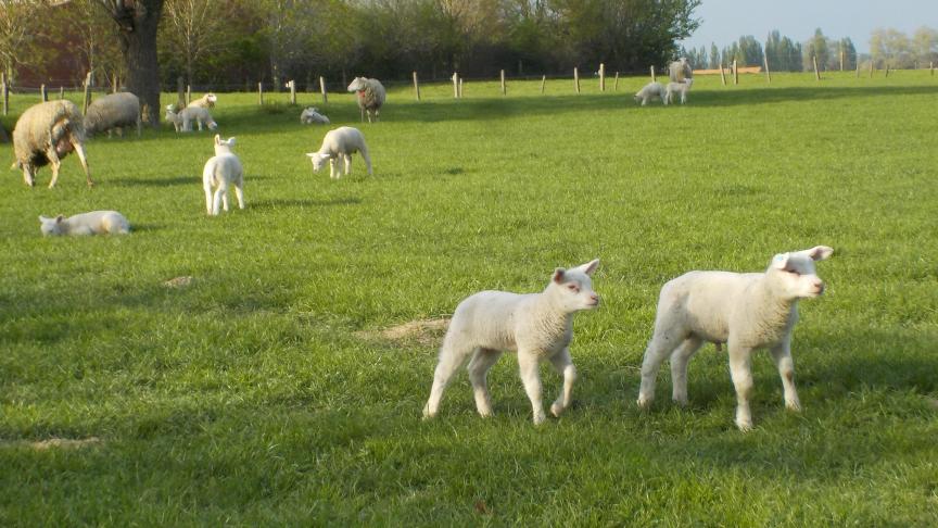 Deze lammeren staan op een goed verzorgd grasland, met een goede graskwaliteit.