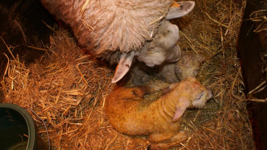 De dracht loopt niet altijd goed af. Wanneer de foetus wordt verworpen, moet je het abortusprotocol toepassen.