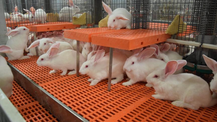 De nieuwe KB Transport geeft een wijziging in de sector konijnen.