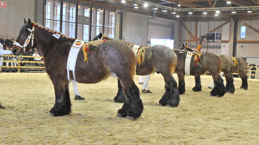 Bianca van  Hazelbeek,  kampioene bij de fokmerries, van Marnick, Elize  en Virgini Van Buggenhout uit Aaigem, en lot afstammelingen