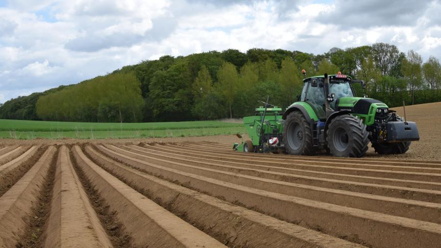 Het areaal van de halfvroege en late aardappelen zou volgens de peiling van het PCA weinig veranderen in vergelijking met 2021.