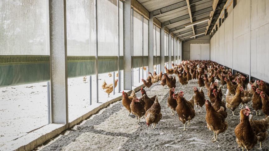 De gestegen voeder- en energieprijzen zetten biologische leghennenhouders onder druk.