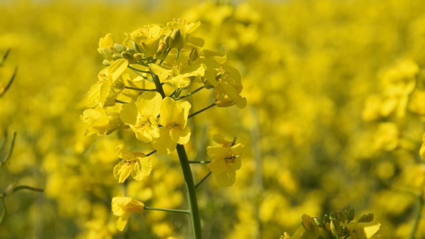 Frankrijk kent een afname van bijna 4% aan areaal zachte tarwe. Dit wordt onder andere ingenomen door koolzaad.