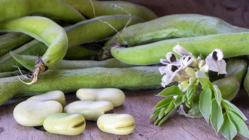 Peulvruchten foto - Beneo PR011