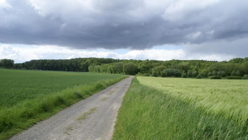 In de wintergranen werd gele roest, witziekte en bladseptoria waargenomen.