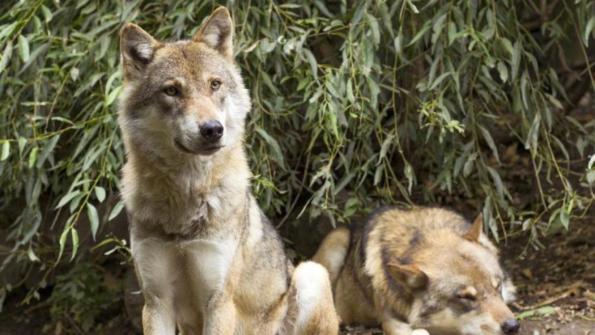 Er zijn nieuwe welpen van wolvin Noëlla in Limburg.