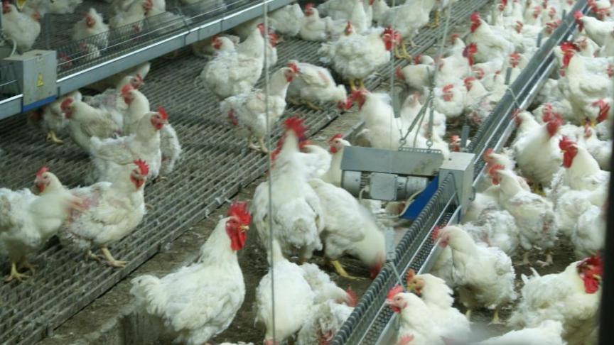 Sinds het uitbreken van de vogelgriepepidemie in Frankrijk, in november, zijn ongeveer 16 miljoen vogels geslacht.